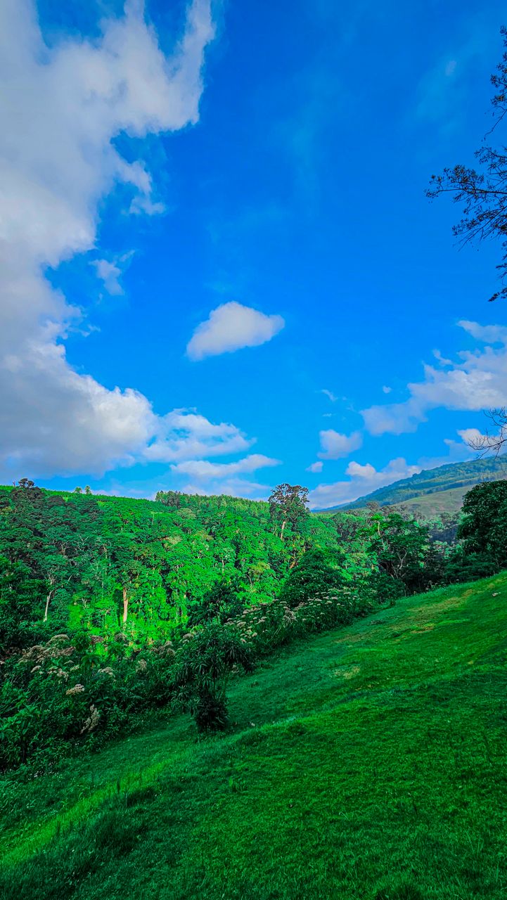 Coffee Plantation Tour